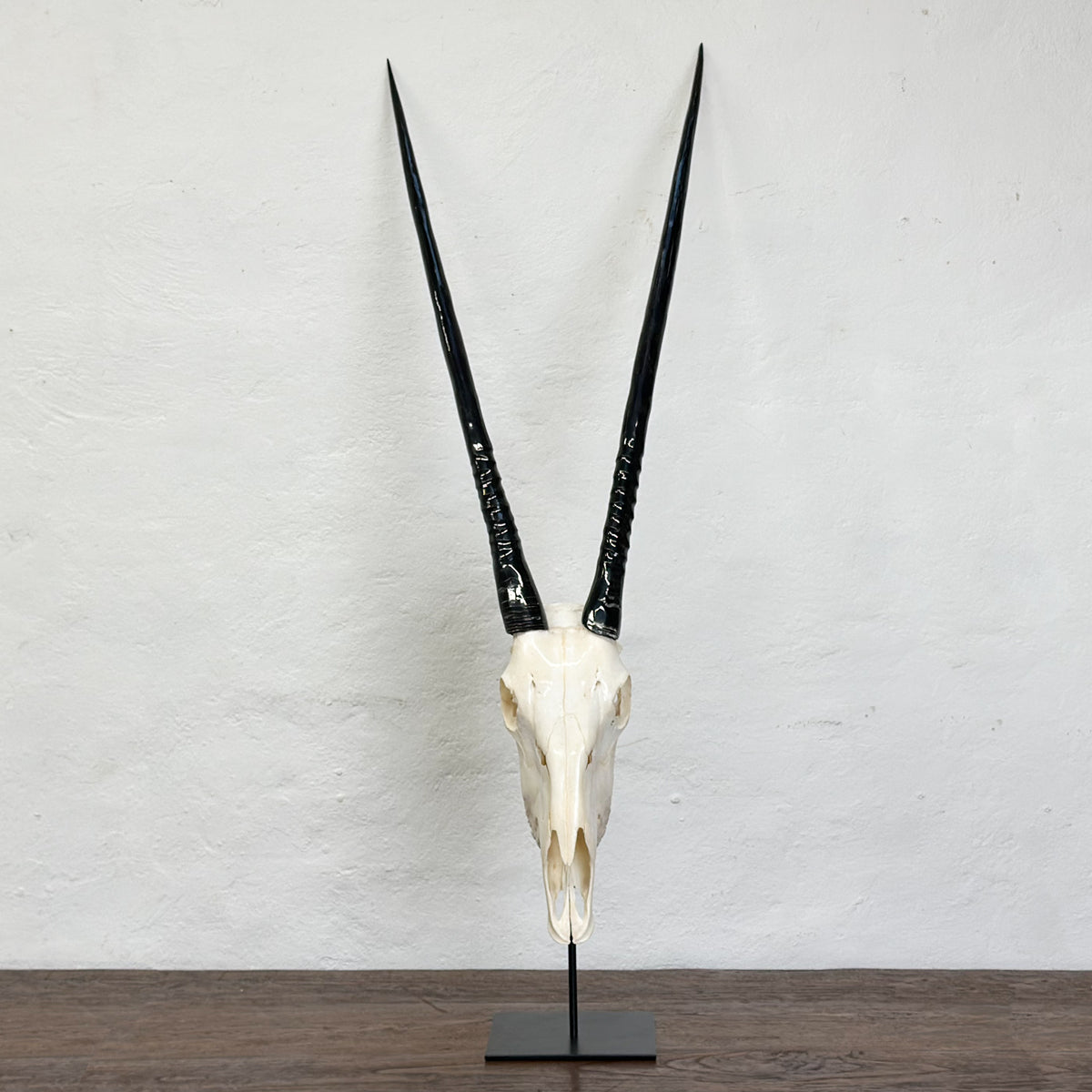 A taxidermy-style animal skull with long black horns mounted on a black stand, displayed against a white wall and dark wood surface.