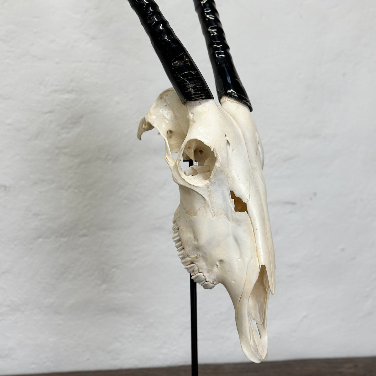 An animal skull with long black horns mounted on a thin black stand against a plain off-white wall.