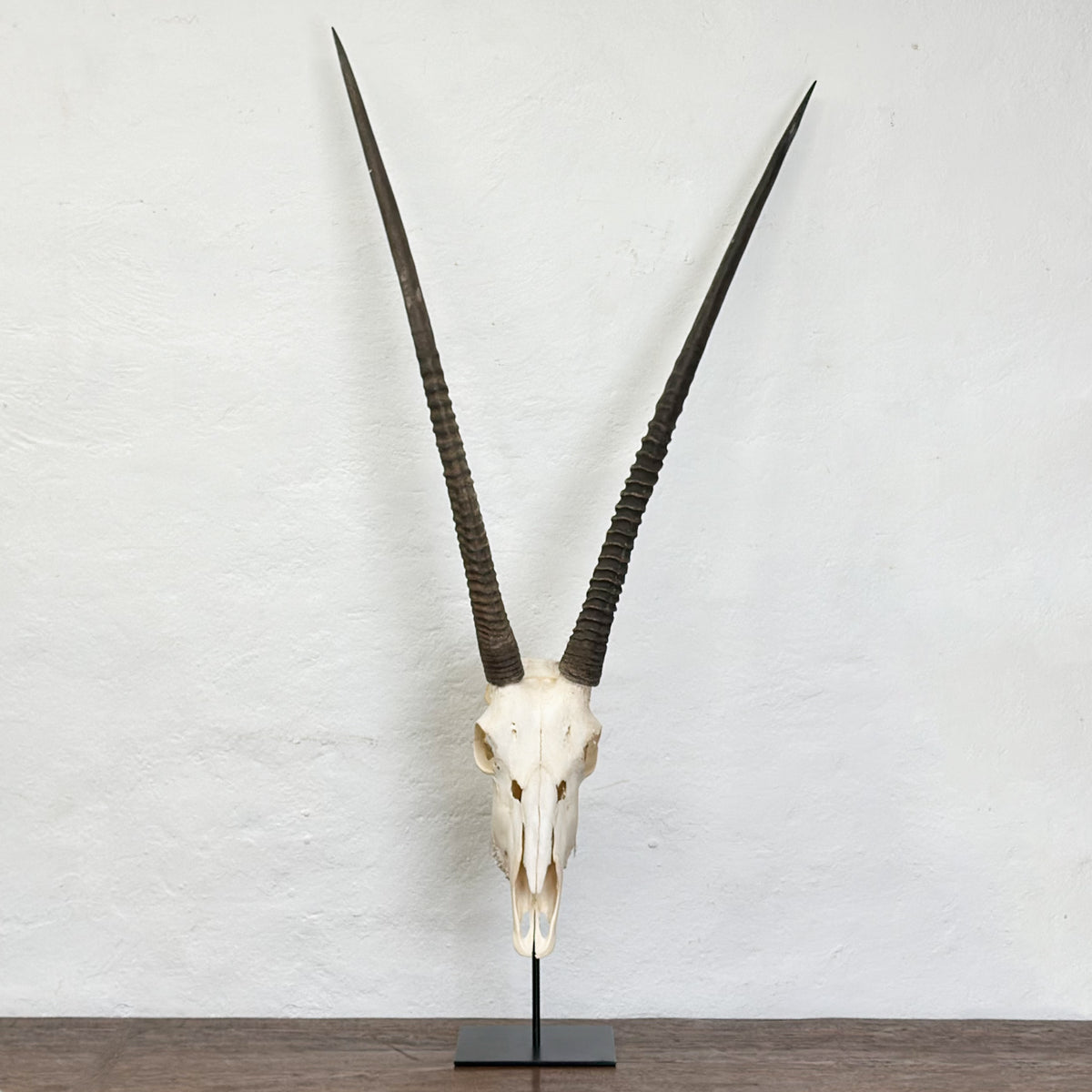 A taxidermy animal skull mount with long, dark, spirally ridged horns, displayed on a black metal stand against a textured off-white wall.