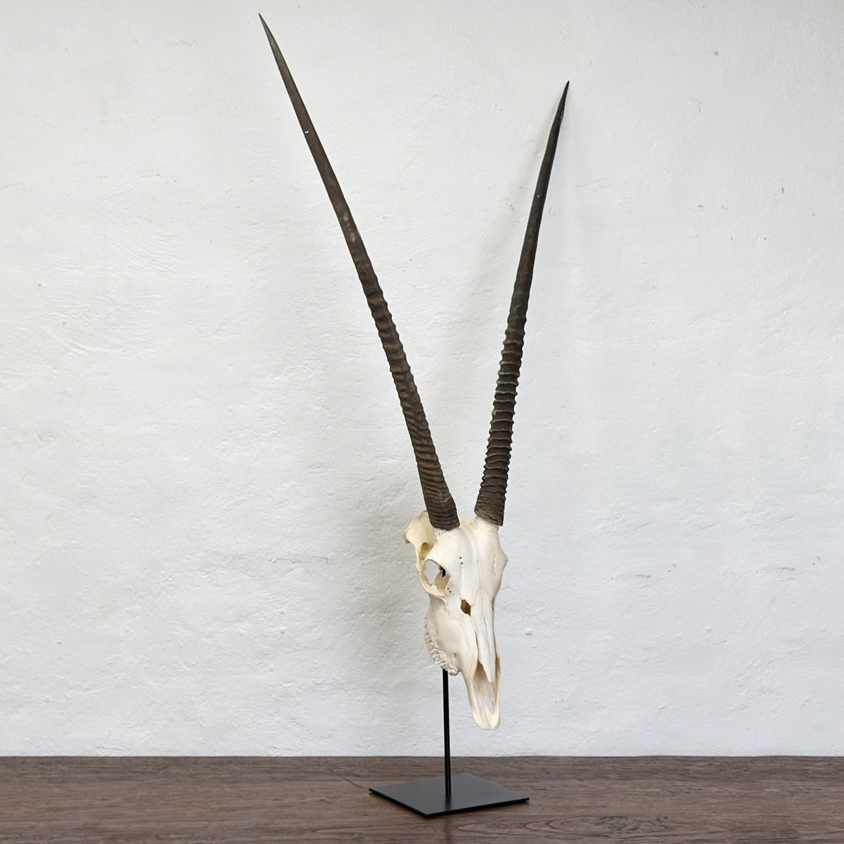 A mounted animal skull with long, dark, ribbed horns displayed on a black stand against a white wall and dark wood surface.