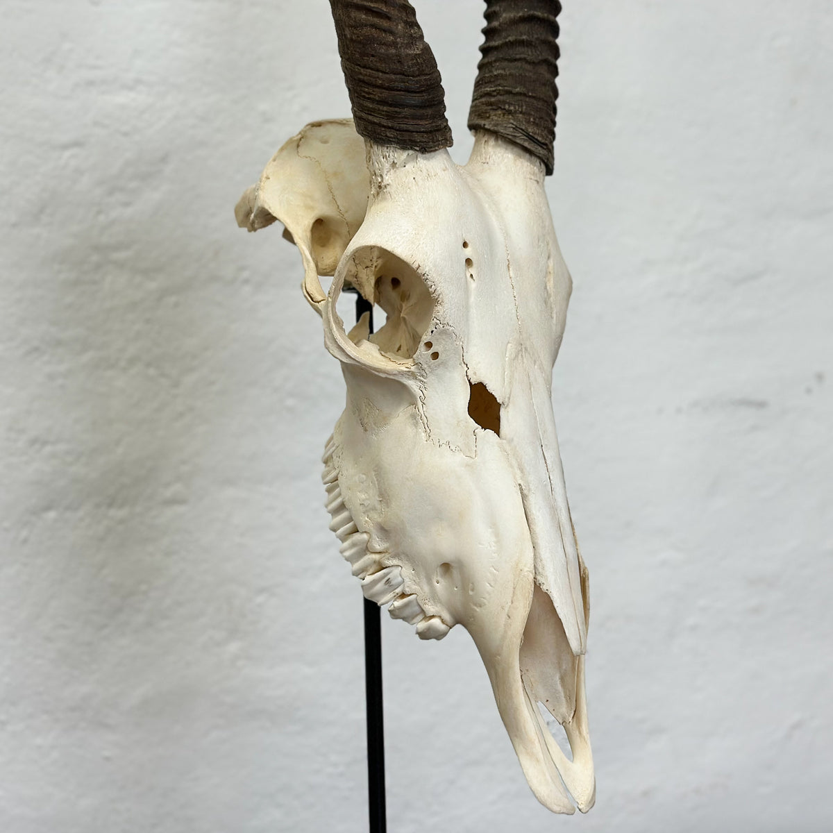 A taxidermy animal skull with curved dark brown horns, mounted on a black stand against a textured off-white wall.