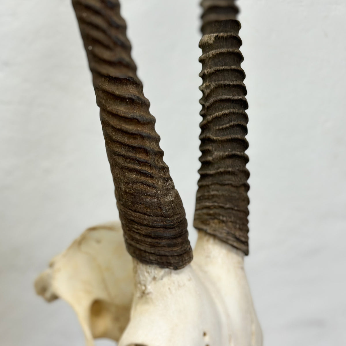 A close-up of two dark brown, heavily textured, ribbed antlers attached to an off-white skull, set against a plain light gray background.