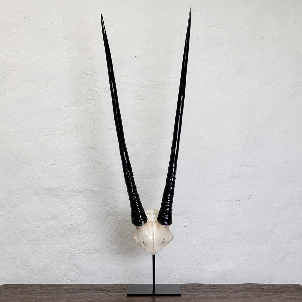 A decorative horned head sculpture or taxidermy-style display mounted on a black stand, featuring long curved black horns and an off-white skull base, photographed against a white wall on a dark tabletop.