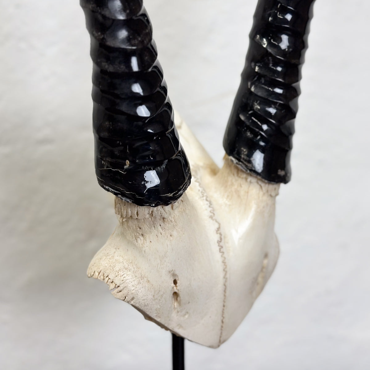 A horned skull display featuring glossy black horns mounted on an off-white skull, shown against a plain light background.
