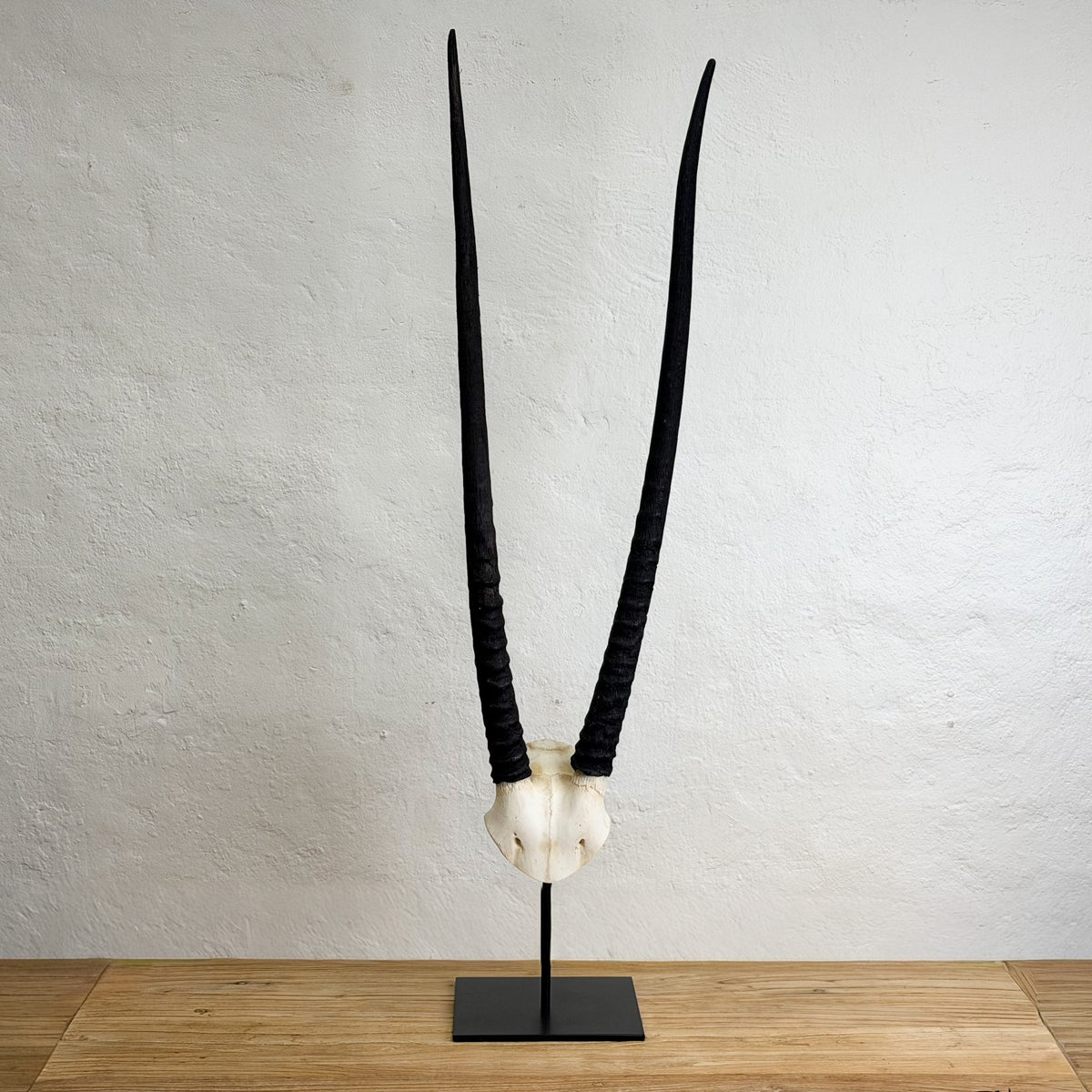 A pair of long, curved black horns mounted on an off-white skull display, standing on a black metal base against a textured white wall and light wood floor.