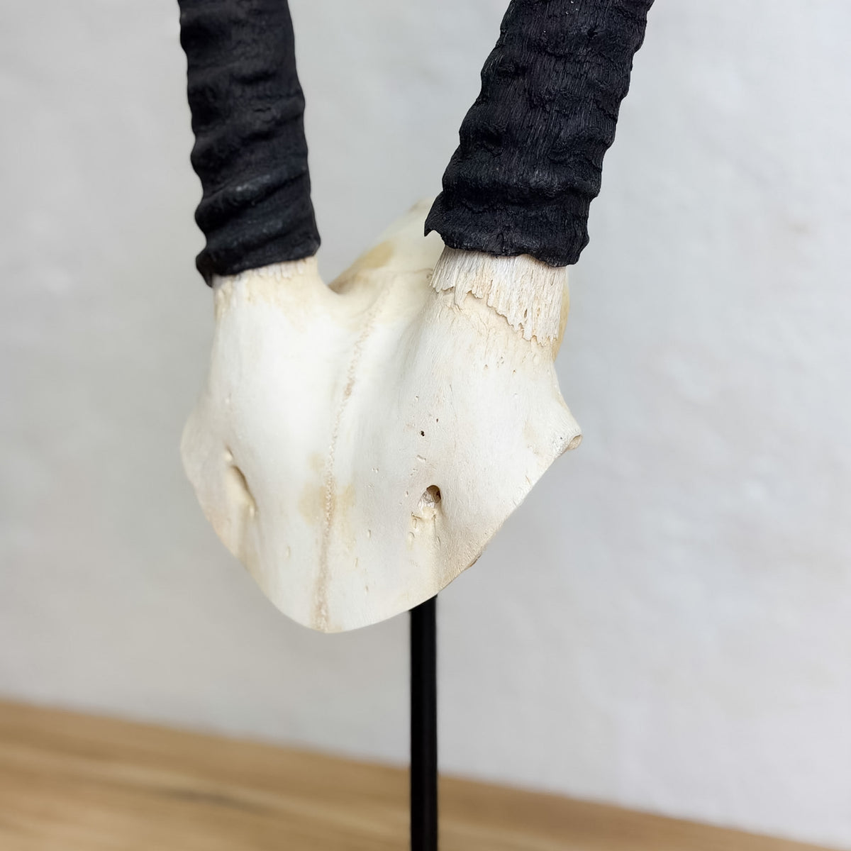 A horned skull display mounted on a black stand, featuring a cream-colored skull with two thick black wrapped horns, photographed against a neutral light gray wall and wooden floor background.