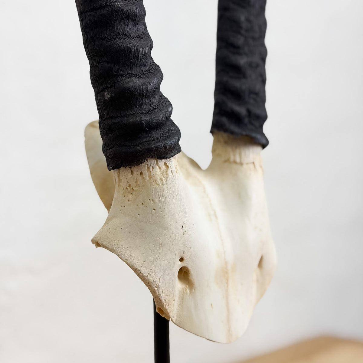 A horned skull display with long black wrapped horns and an off-white skull base mounted on a black stand against a plain light background.