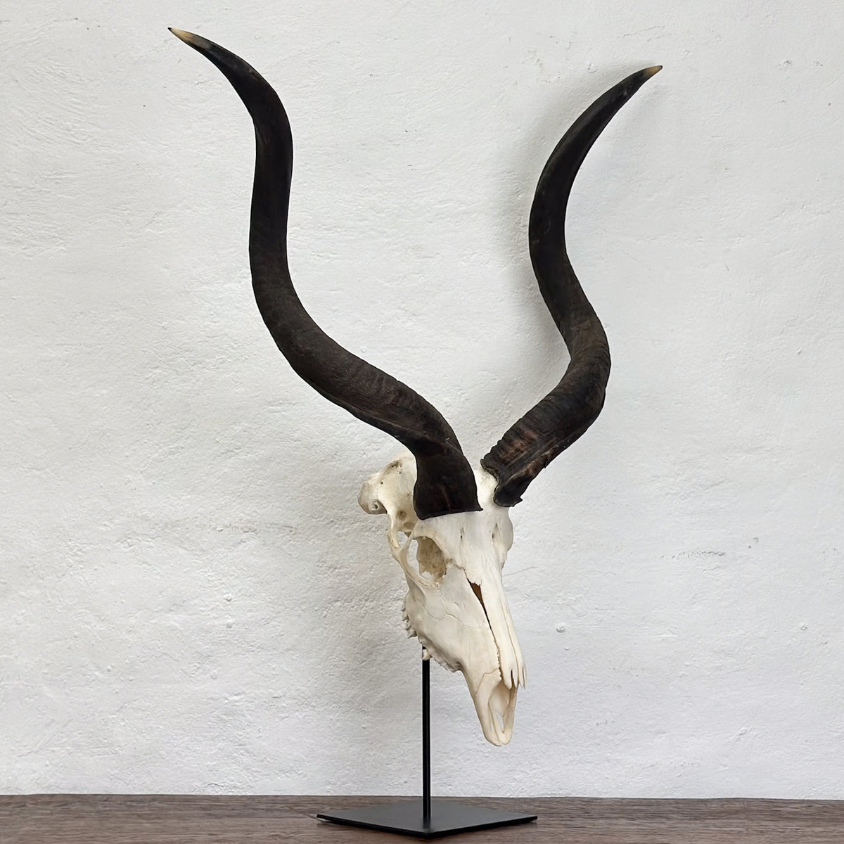 A taxidermy animal skull with long, curved dark horns mounted on a black metal stand against a white textured wall.
