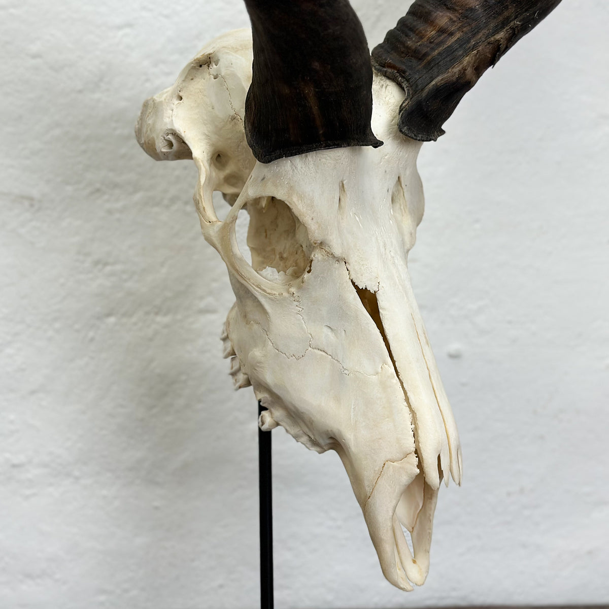 An animal skull taxidermy mount with dark brown horns, displayed on a black stand against a white textured wall.