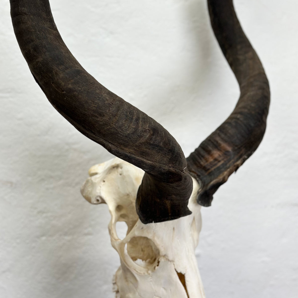 A close-up of a horned skull mount with long curved dark brown horns attached to an off-white animal skull, photographed against a plain light background.