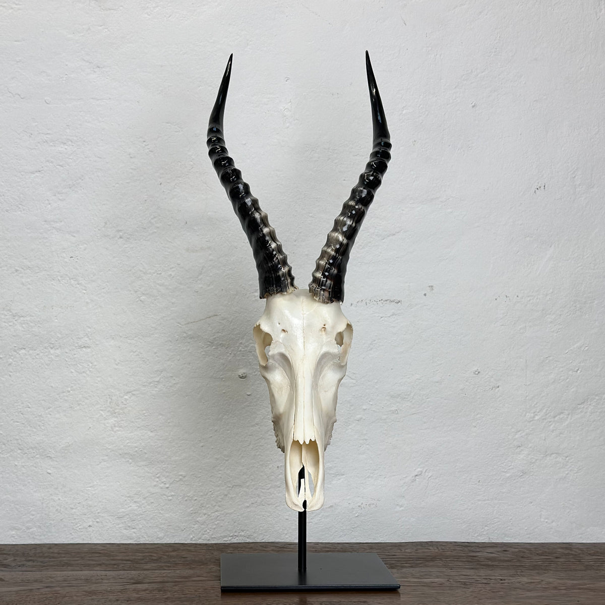 A animal skull with long curved black horns mounted on a black stand against a white wall.