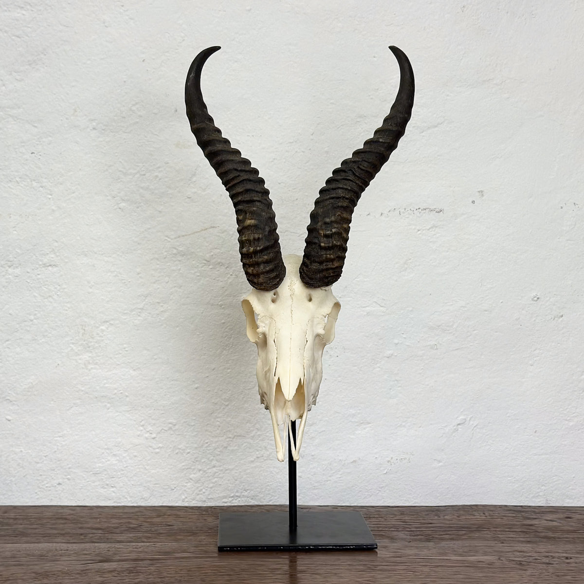 A mounted animal skull with long curved dark horns on a black display stand, photographed against a white textured wall and a dark wooden surface.
