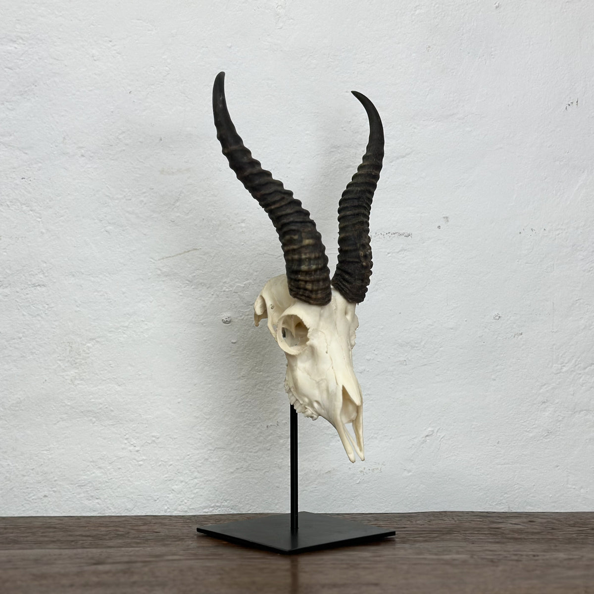 A taxidermy-style animal skull with long curved dark horns mounted on a black metal stand, placed on a wooden surface against a white textured wall.