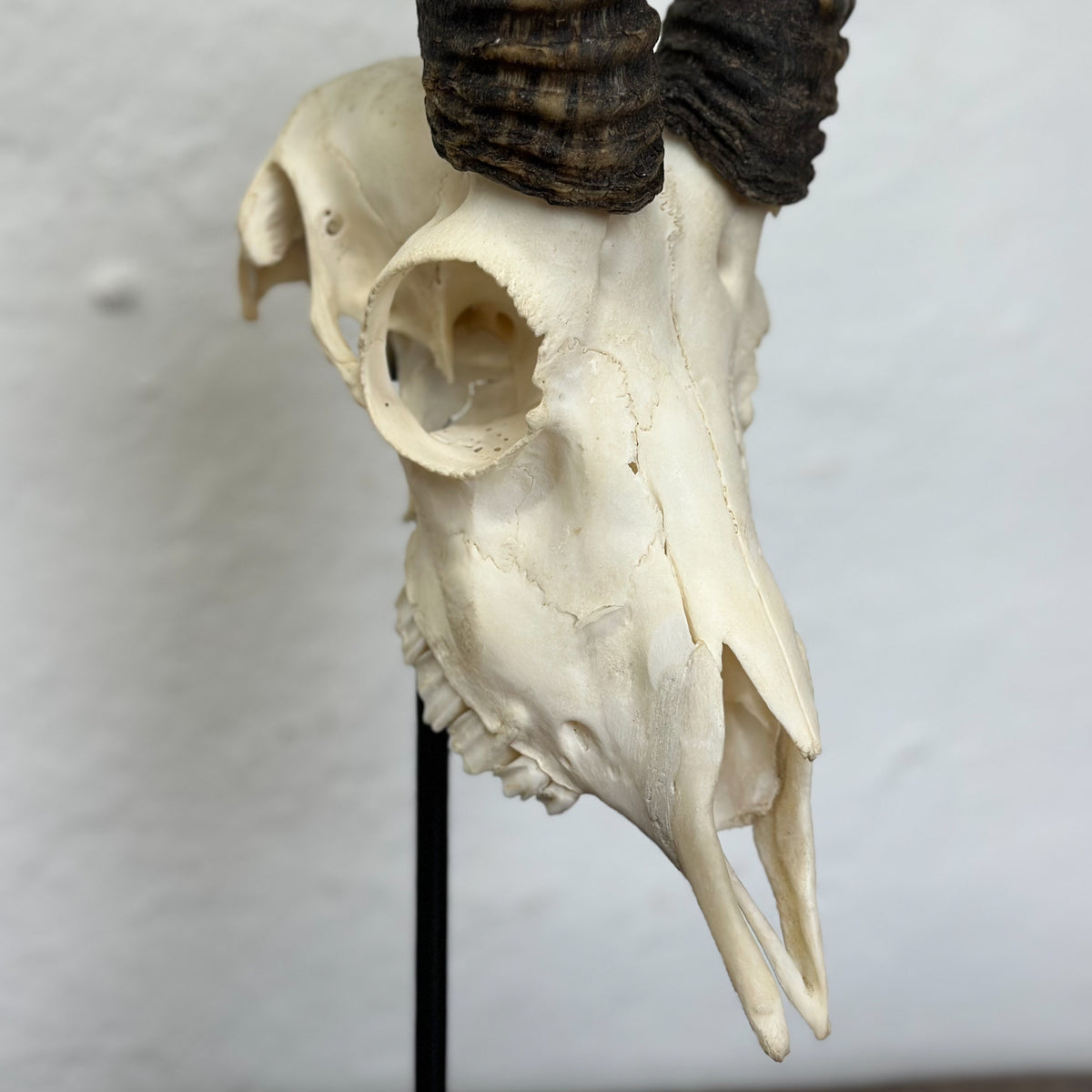 A realistic animal skull replica with dark brown ram horns, mounted on a black stand against a light gray wall.