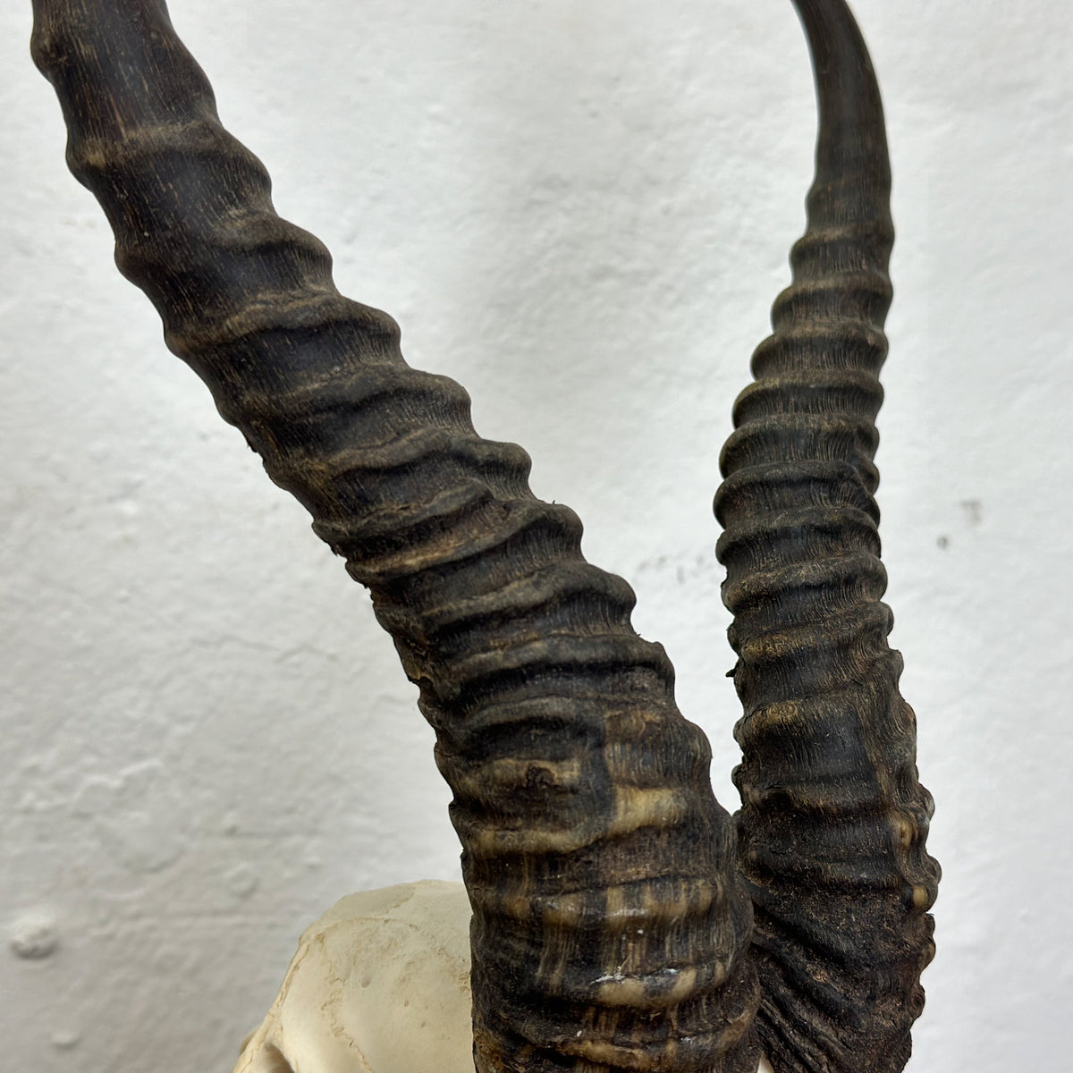 A close-up of two long, dark, ribbed horns attached to a light-colored skull, photographed against a plain off-white wall.