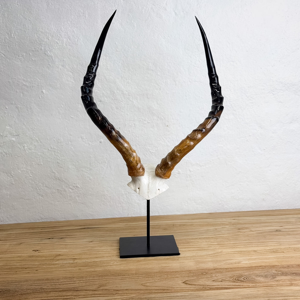 A pair of curved antelope horns mounted on a white skull cap and displayed on a black metal stand, set against a white textured wall and light wood tabletop.