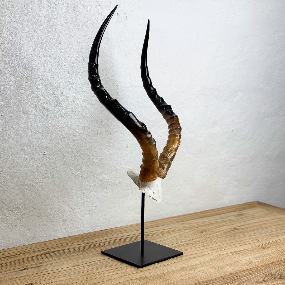 A pair of curved horn antlers with a glossy black-to-brown gradient, mounted on a black metal stand on a wooden surface against a white textured wall.