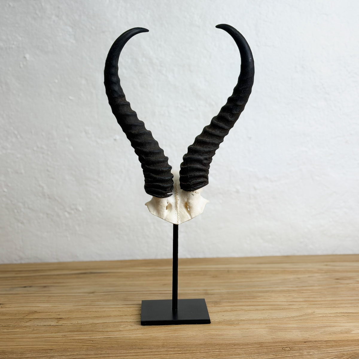 A pair of curved black horns mounted on a white skull base and displayed on a black stand, set against a white wall and light wood tabletop.