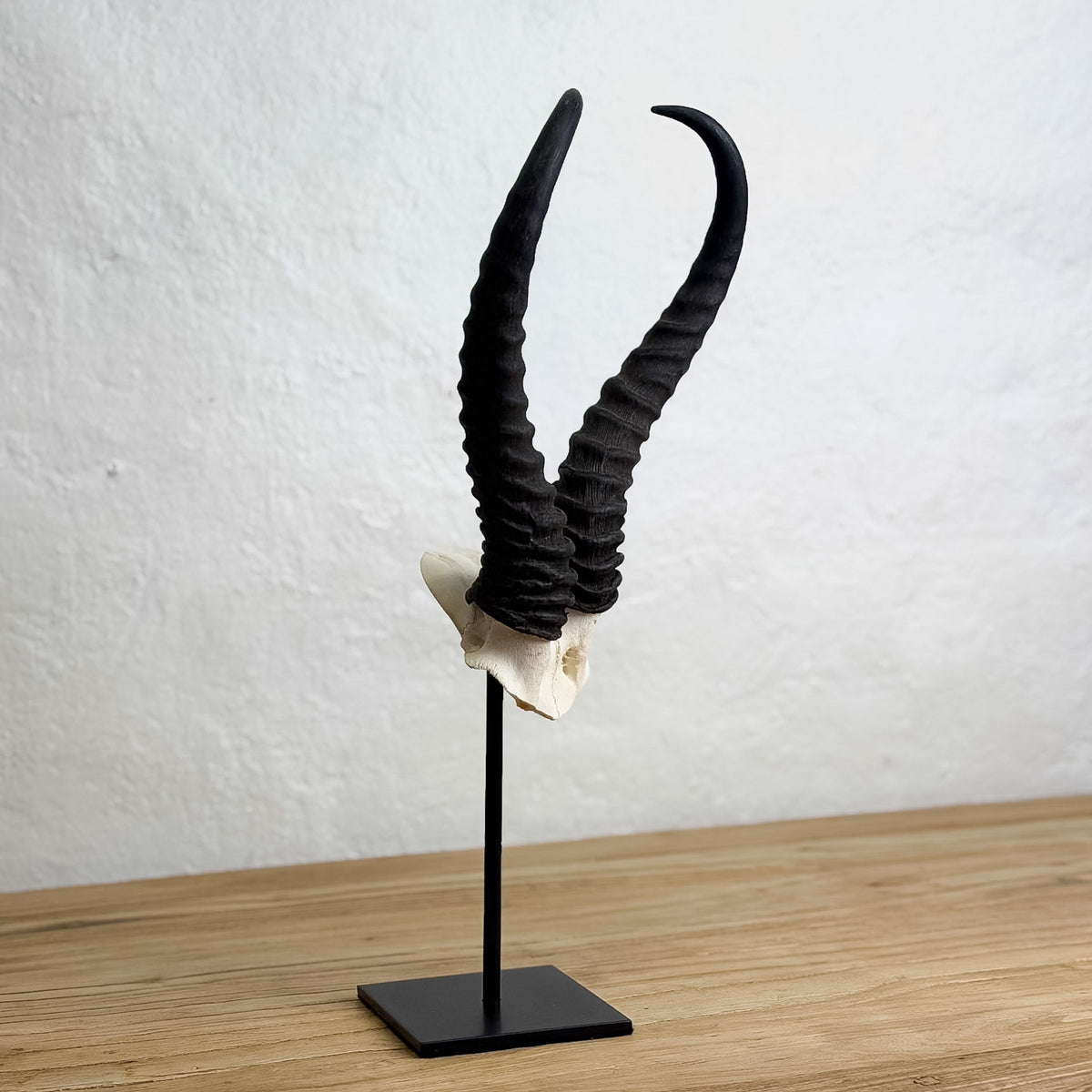 A pair of long, curved black horns mounted on a white skull base and displayed on a black stand, set on a wooden surface against a textured white wall.