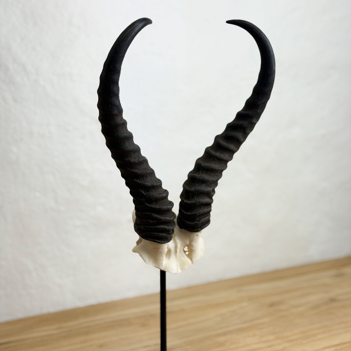 Black horned headpiece with two curved, ribbed horns attached to an off-white skull base on a black stand, photographed indoors against a light wall and wood surface.