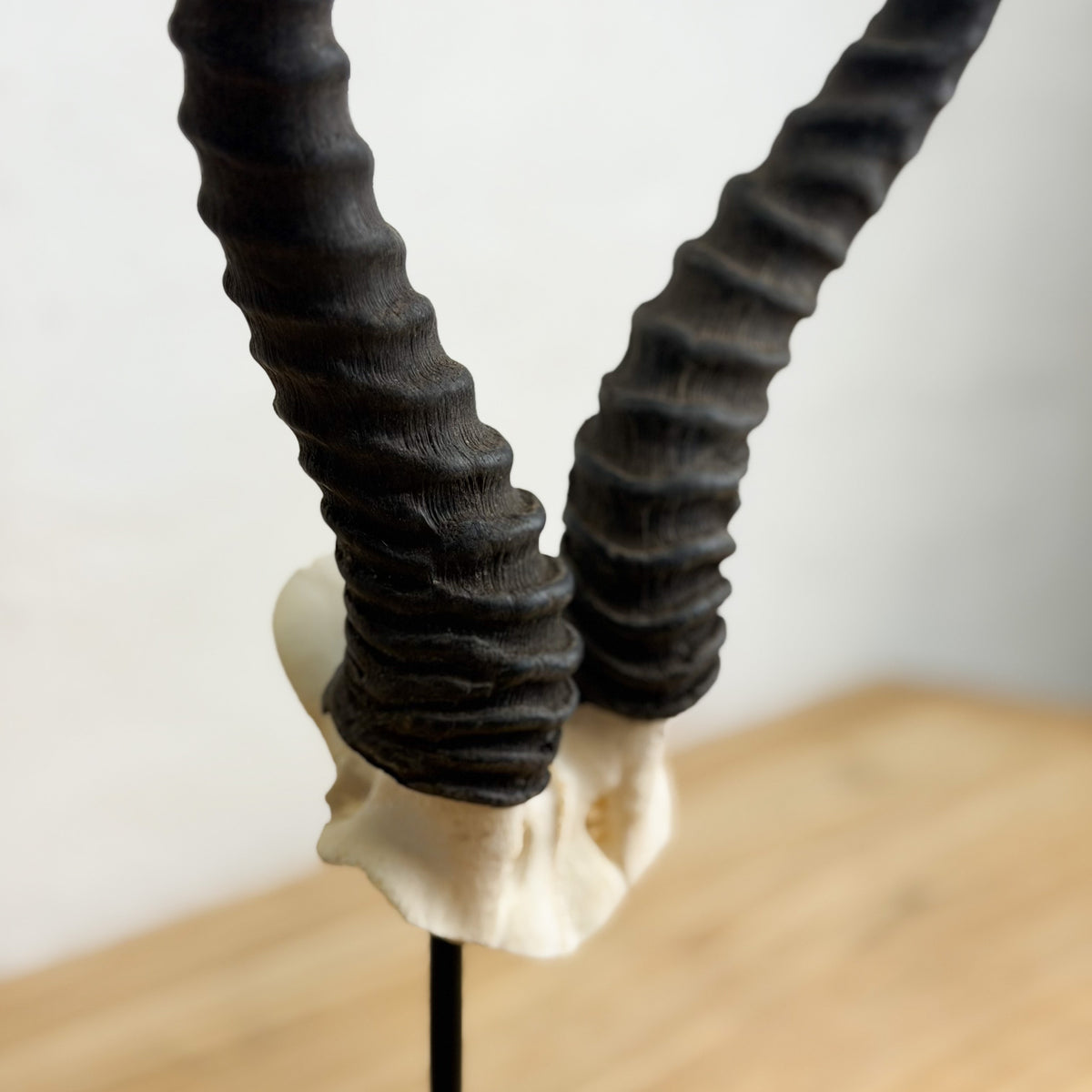 A close-up of a horned animal skull display with long, dark, ribbed horns curving upward from an off-white skull base, mounted on a stand against a softly blurred indoor background.