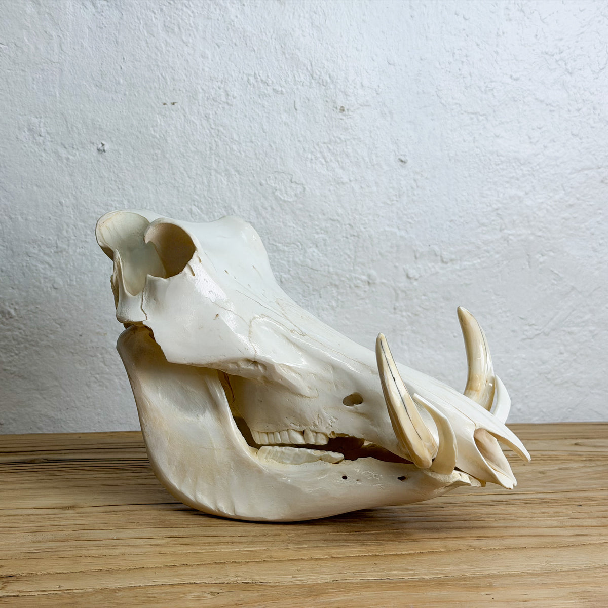 An animal skull specimen, likely from a wild boar or similar species, displayed on a light wooden surface against a textured off-white wall.