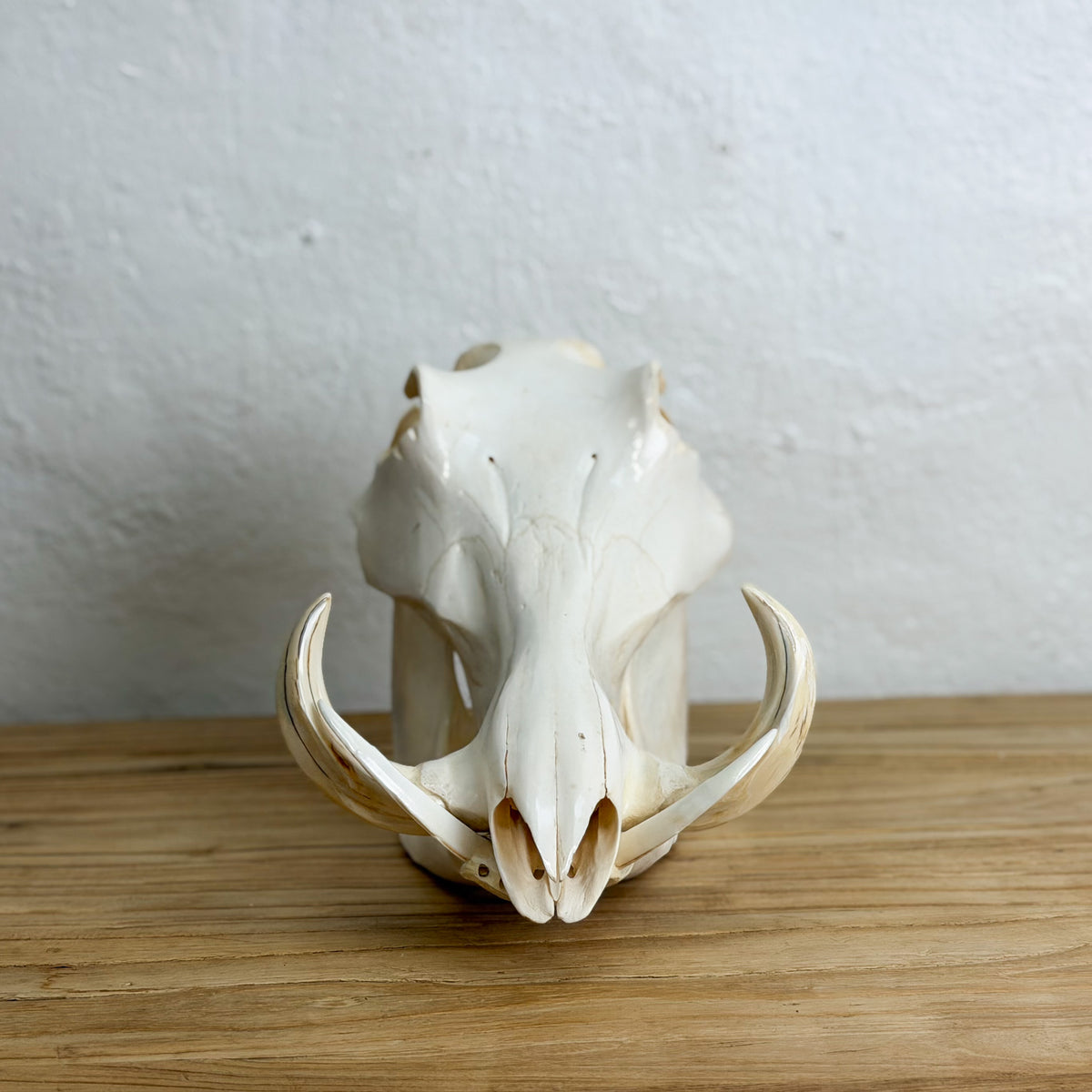 A natural animal skull with prominent curved tusks, displayed upright on a light wood surface against a textured off-white wall.