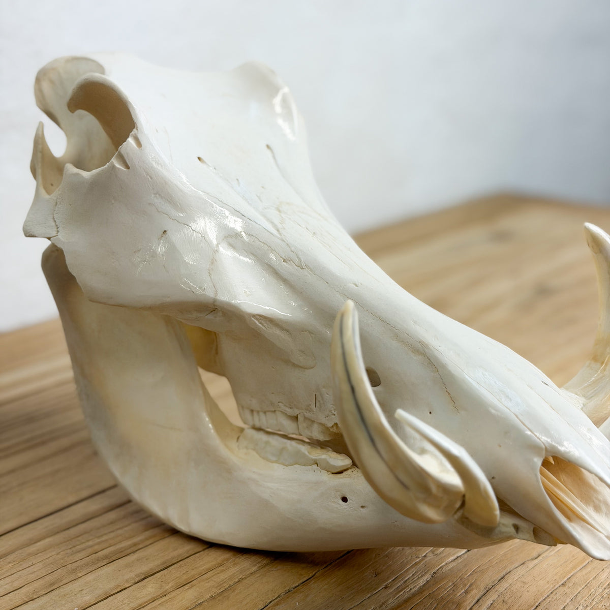 A realistic animal skull replica, likely from a rodent or small mammal, displayed on a light wooden surface against a neutral gray background.