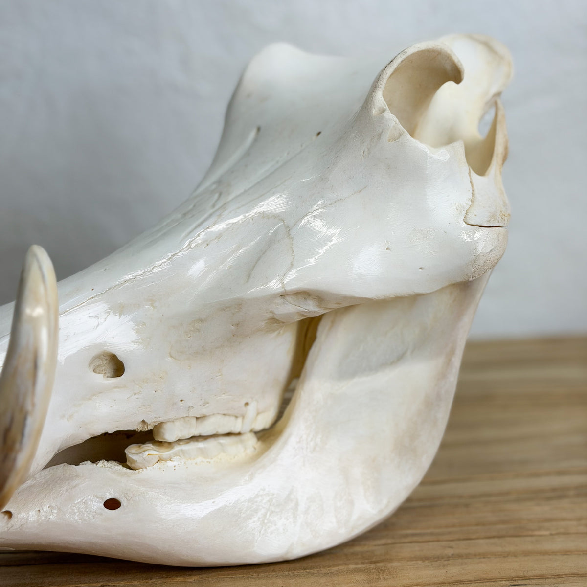 An off-white animal skull specimen, likely a bovine or deer skull, displayed on a light-colored wooden surface against a neutral gray background.