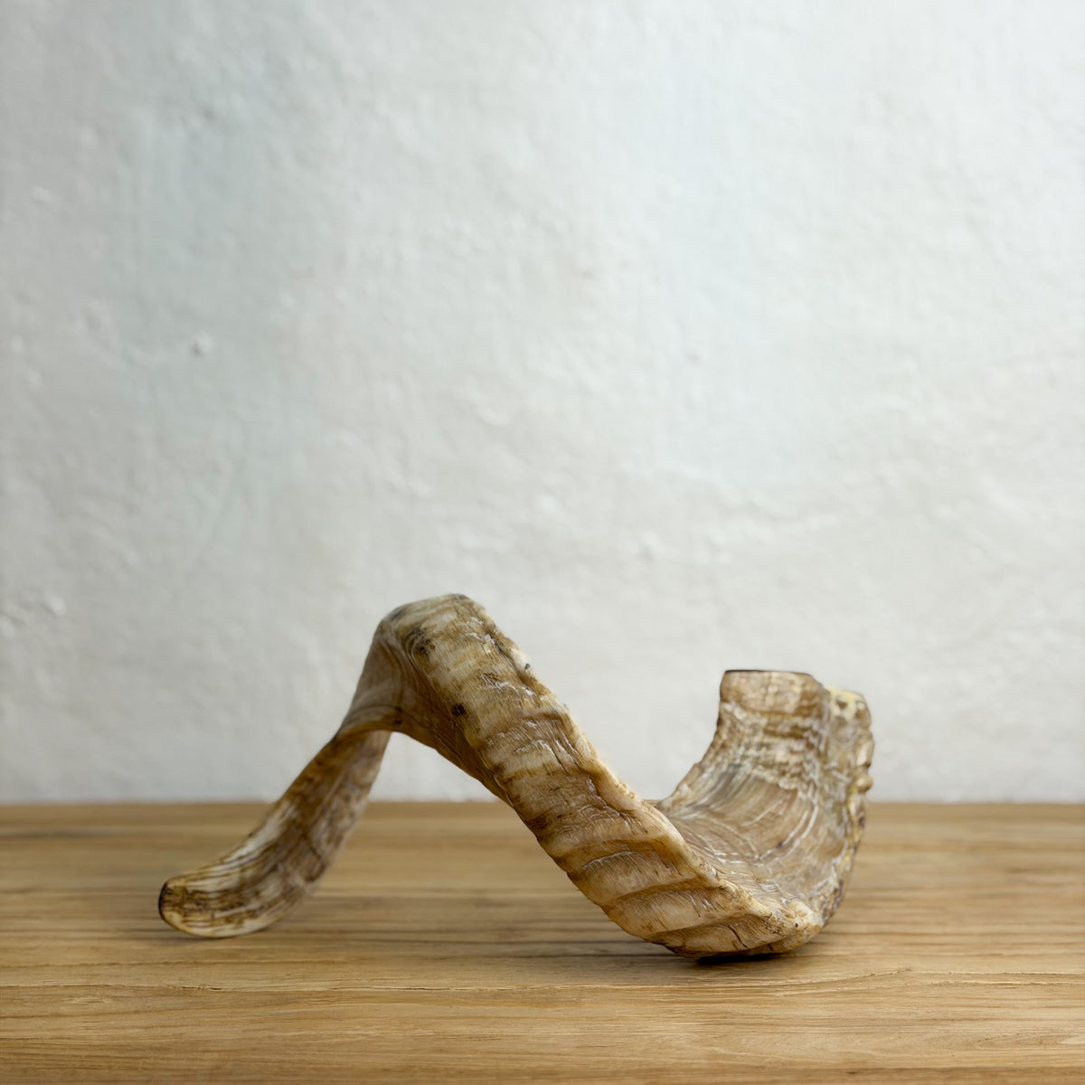 A curved, natural horn or antler-like decorative object with layered tan and brown striations, displayed on a light wood surface against a white textured wall.