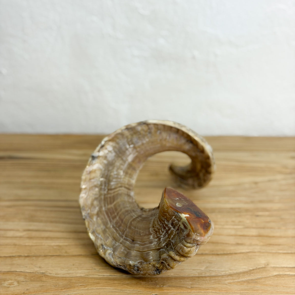 A natural curved ram horn wall hook with a polished reddish-brown tip, displayed on a light wood surface against a white textured wall.