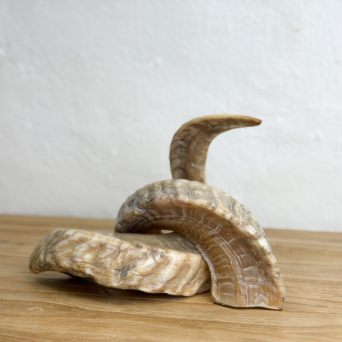 A natural horn or antler-like decorative object with layered tan and brown striations, photographed on a light wood surface against a plain off-white wall.