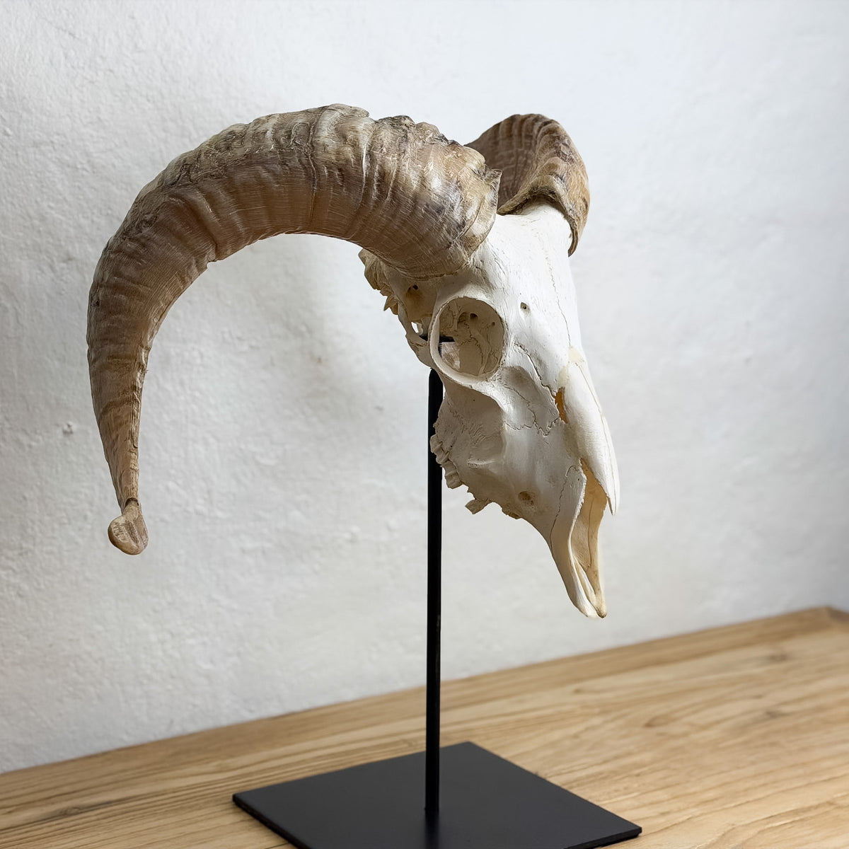 A natural ram skull with large curved horns mounted on a black metal display stand, photographed indoors against a plain off-white wall on a light wood surface.