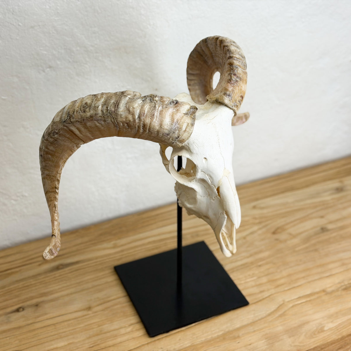 A taxidermy ram skull with large curved horns mounted on a black metal stand, displayed on a wooden surface against a white wall.