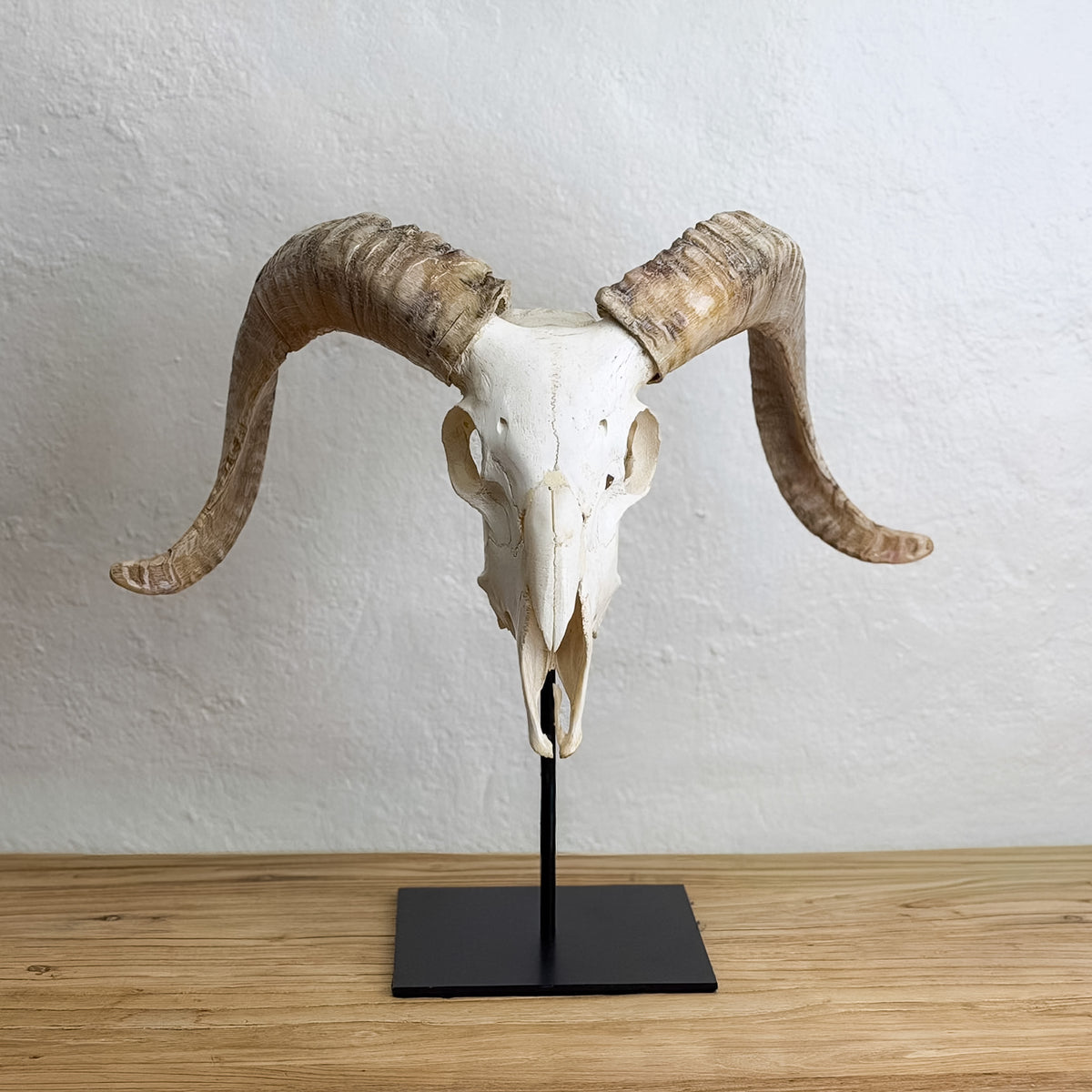 A real horned animal skull display mounted on a black metal stand, placed on a light wood surface against a textured off-white wall.