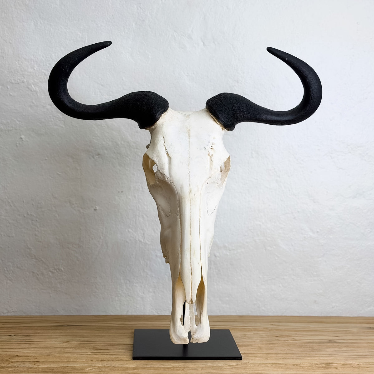 A animal skull with long curved black horns mounted on a black rectangular base, displayed against a light textured wall on a wooden surface.