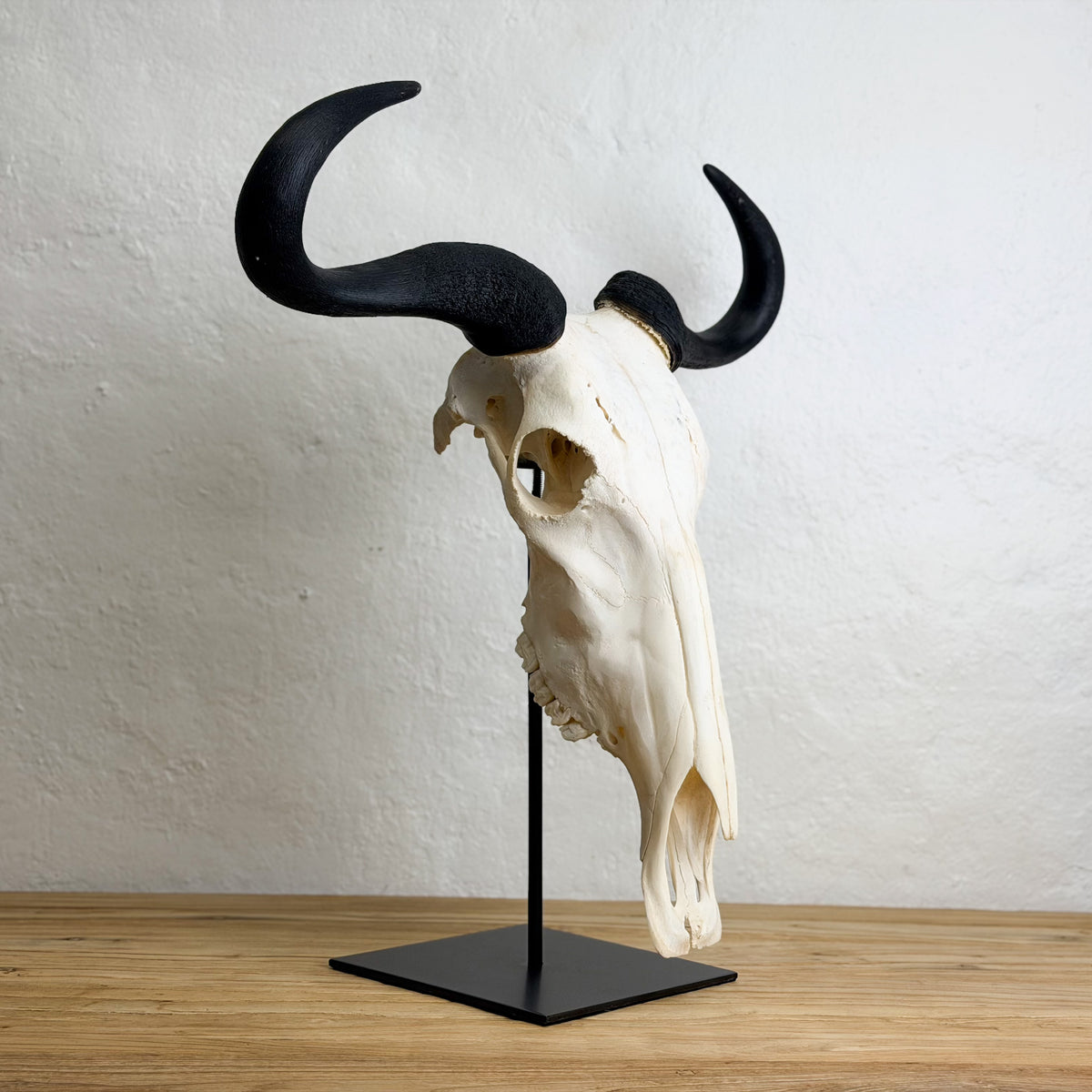 A decorative animal skull with curved black horns mounted on a black metal stand, placed on a wooden surface against a textured off-white wall.