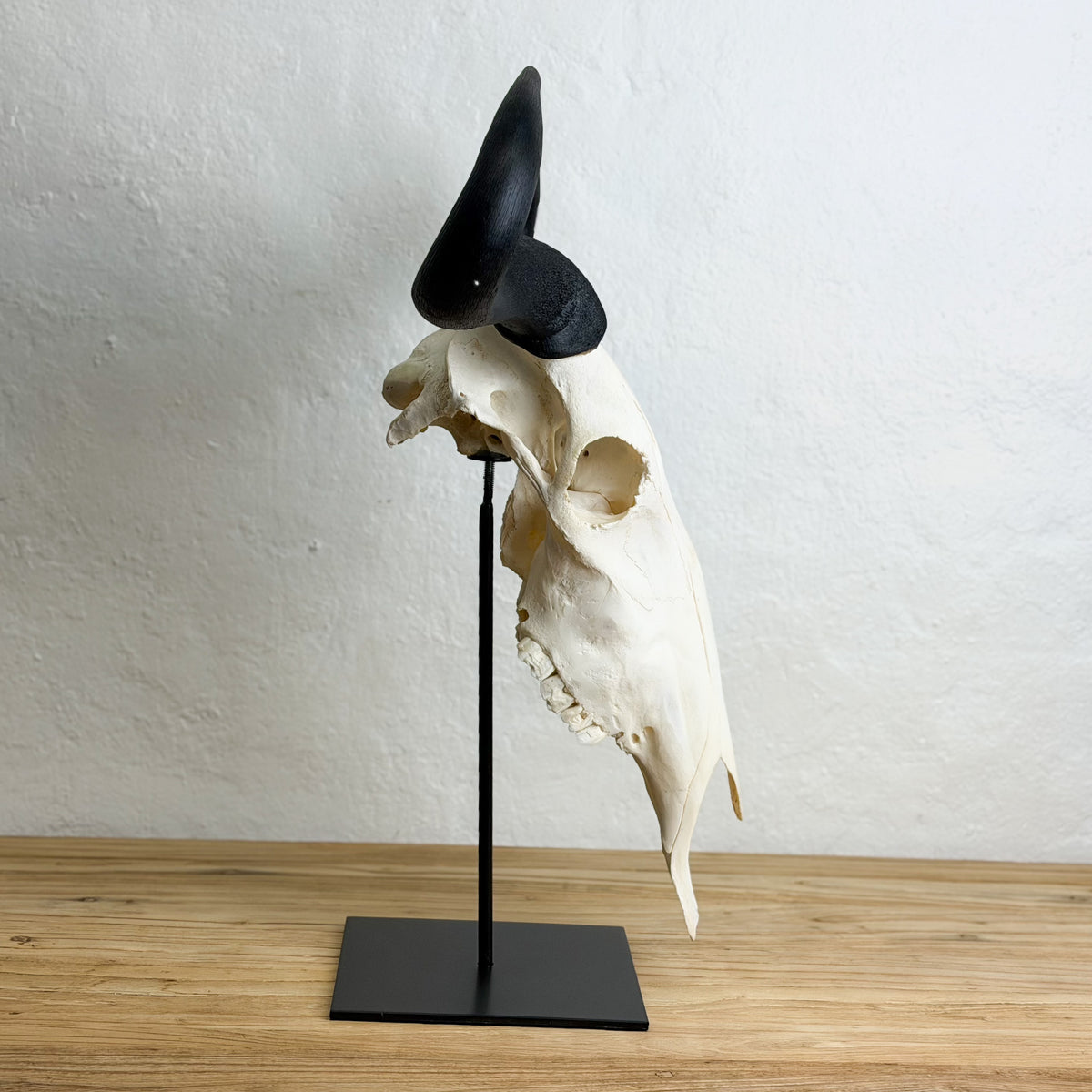 A horned animal skull display mounted on a black metal stand, set on a light wood surface against a white textured wall.