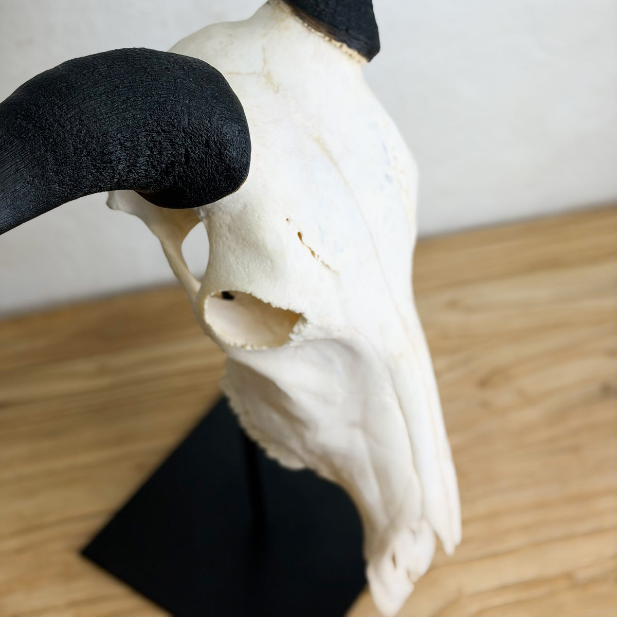 A natural white animal skull with curved black horns, mounted on a black display stand on a light wood surface against a neutral wall.