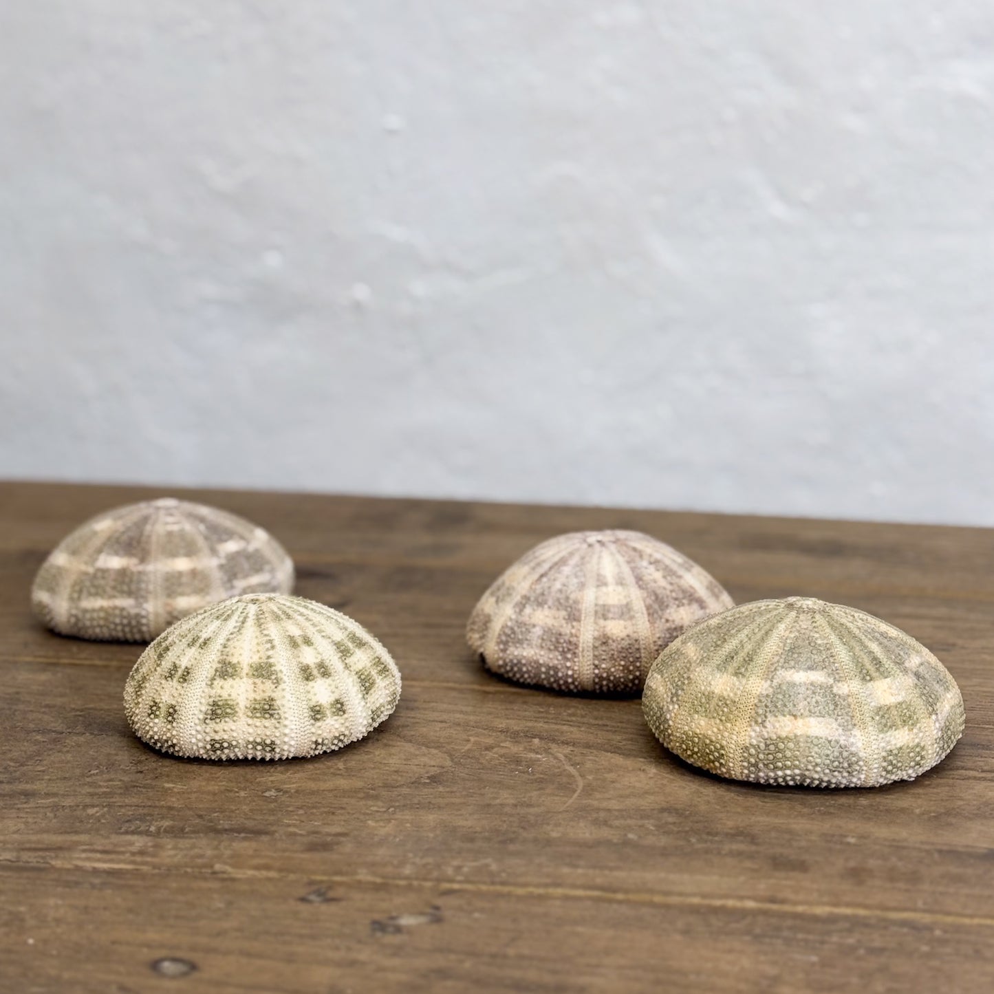 Natural Urchin Shell