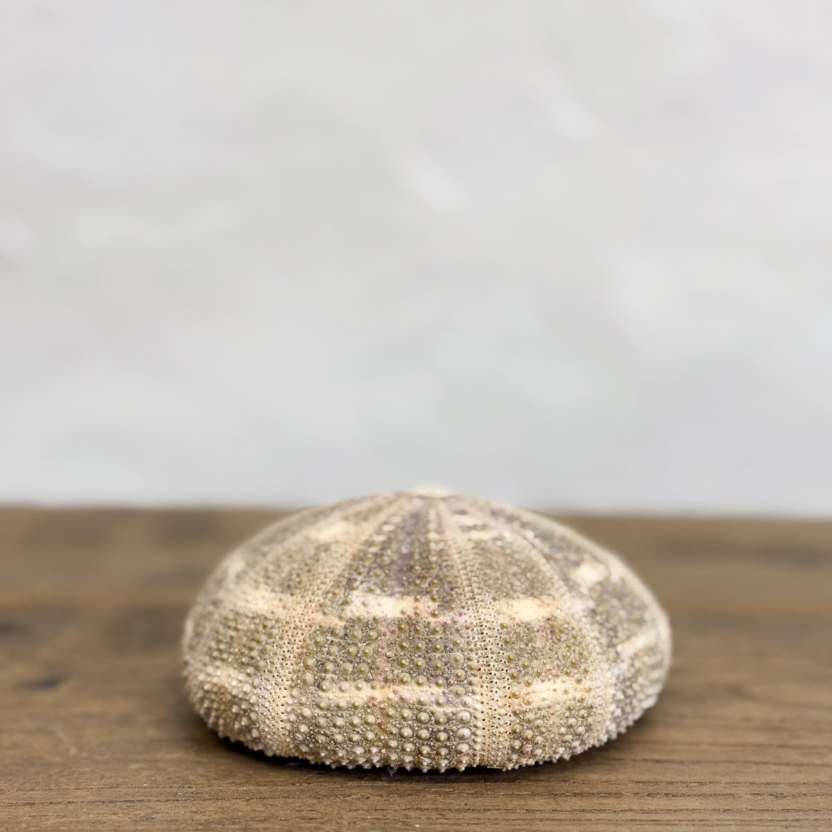 Natural Rune Shell Natural Urchin Shell – Orient House