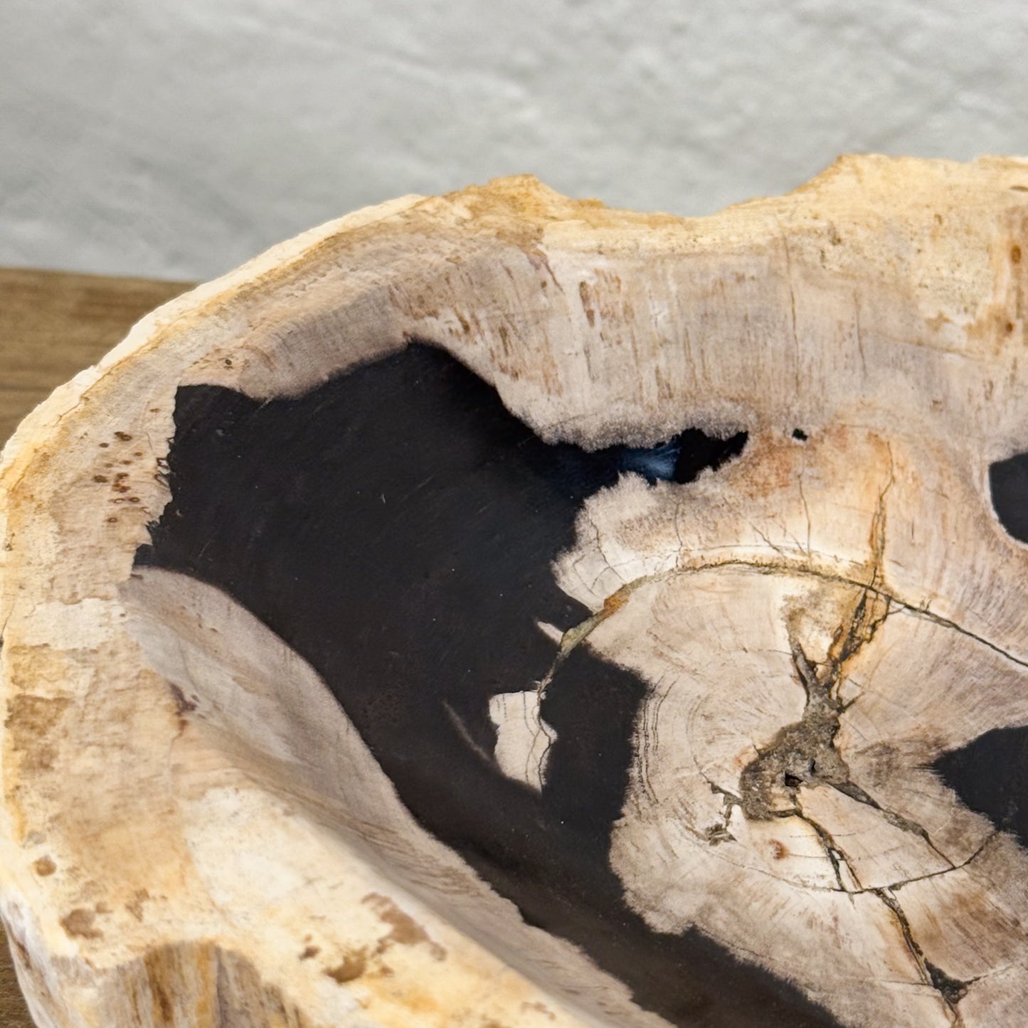 Petrified Wood Dish III