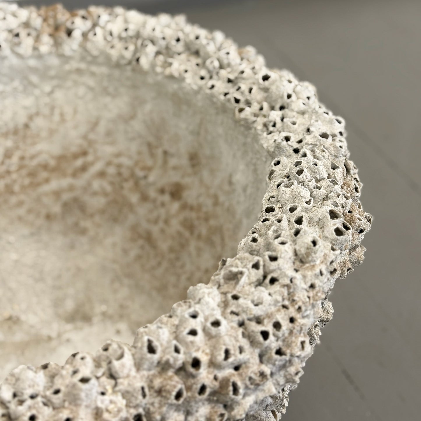 Large Barnacle Bowl
