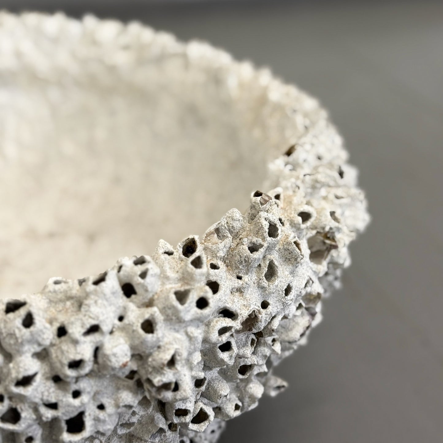 Shallow Barnacle Bowl