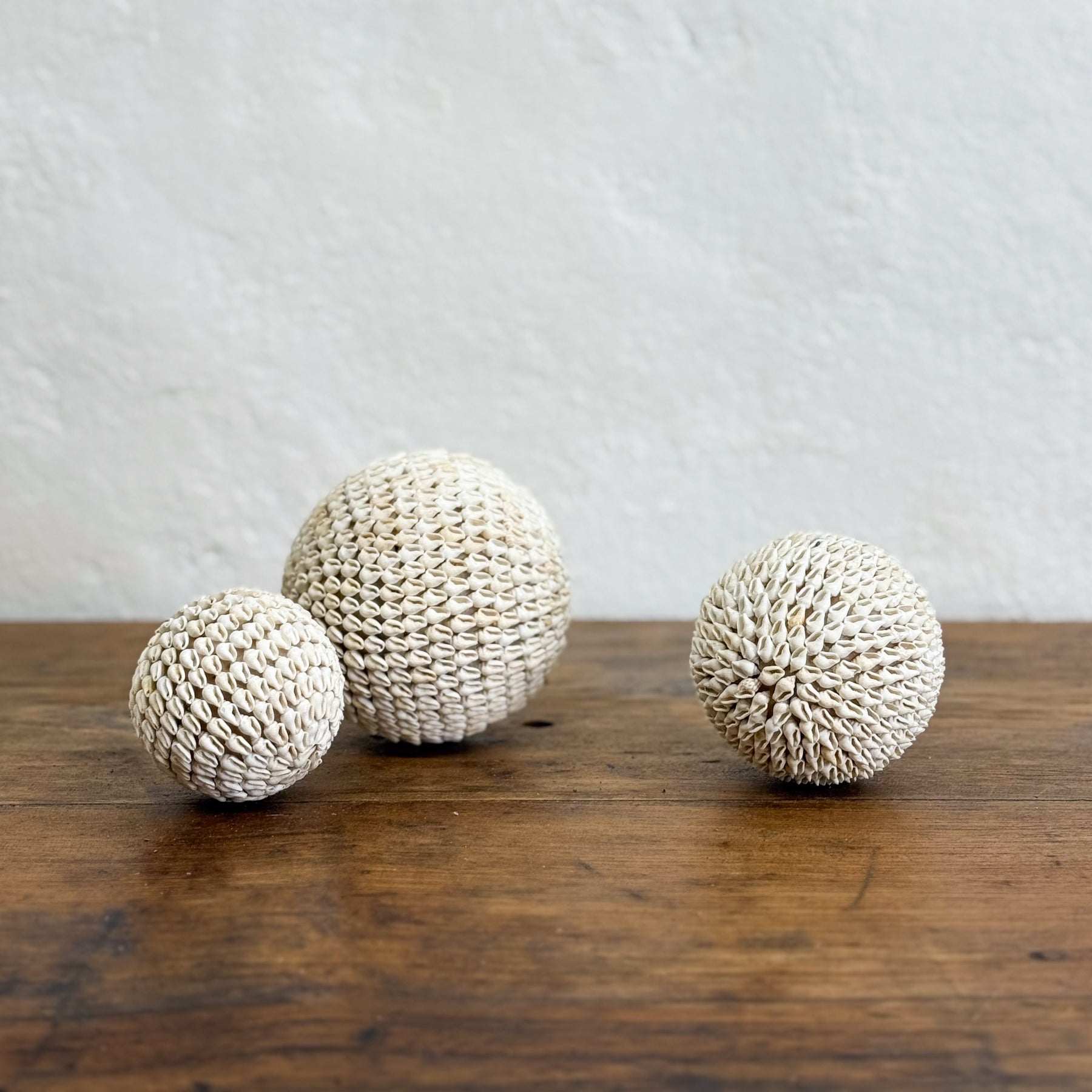 Hard Shell Ball Nassa Shell Ball – Orient House