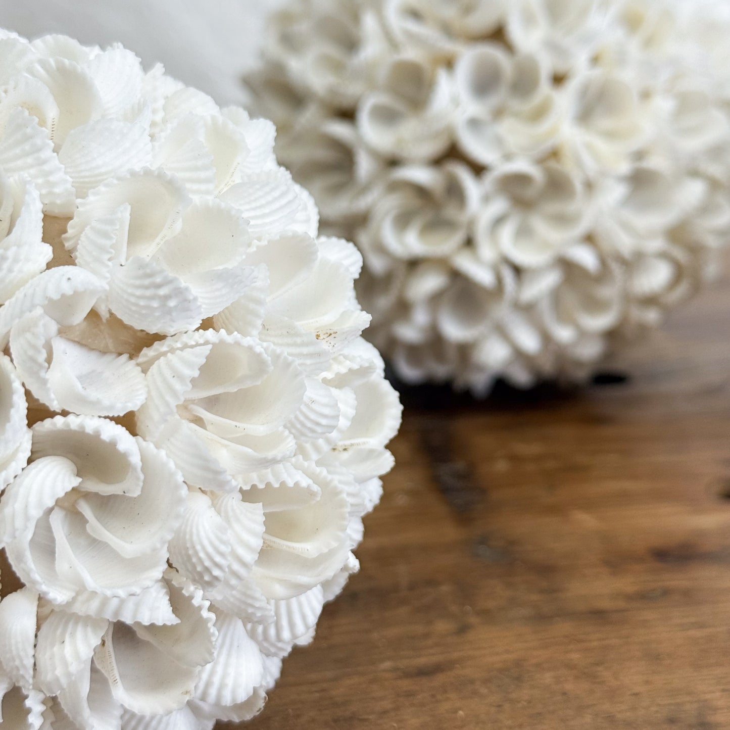Cockle Flower Shell Ball