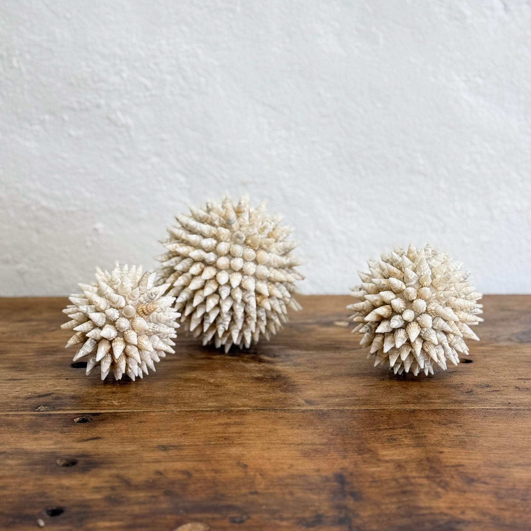 Tritia Shell Ball