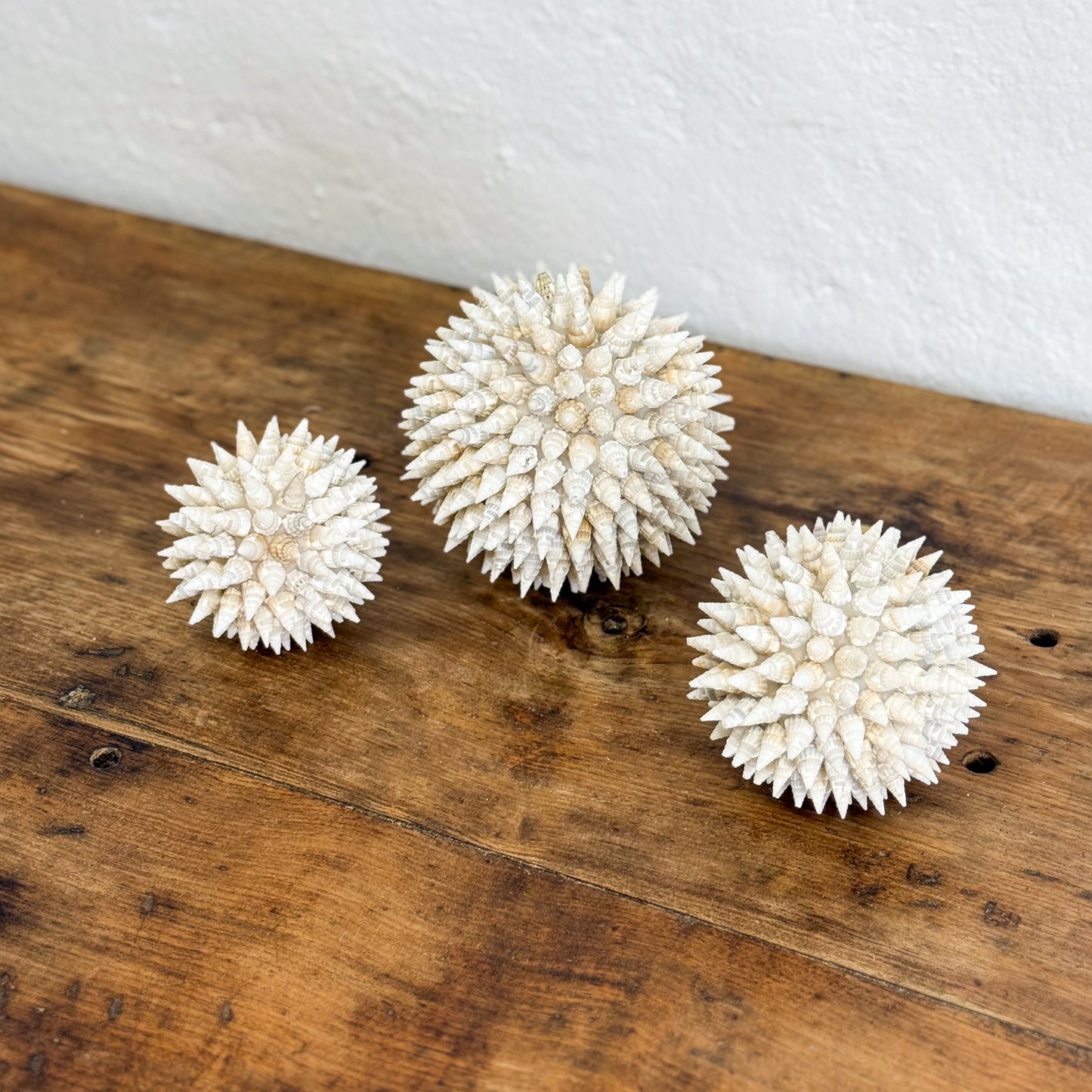 Tritia Shell Ball
