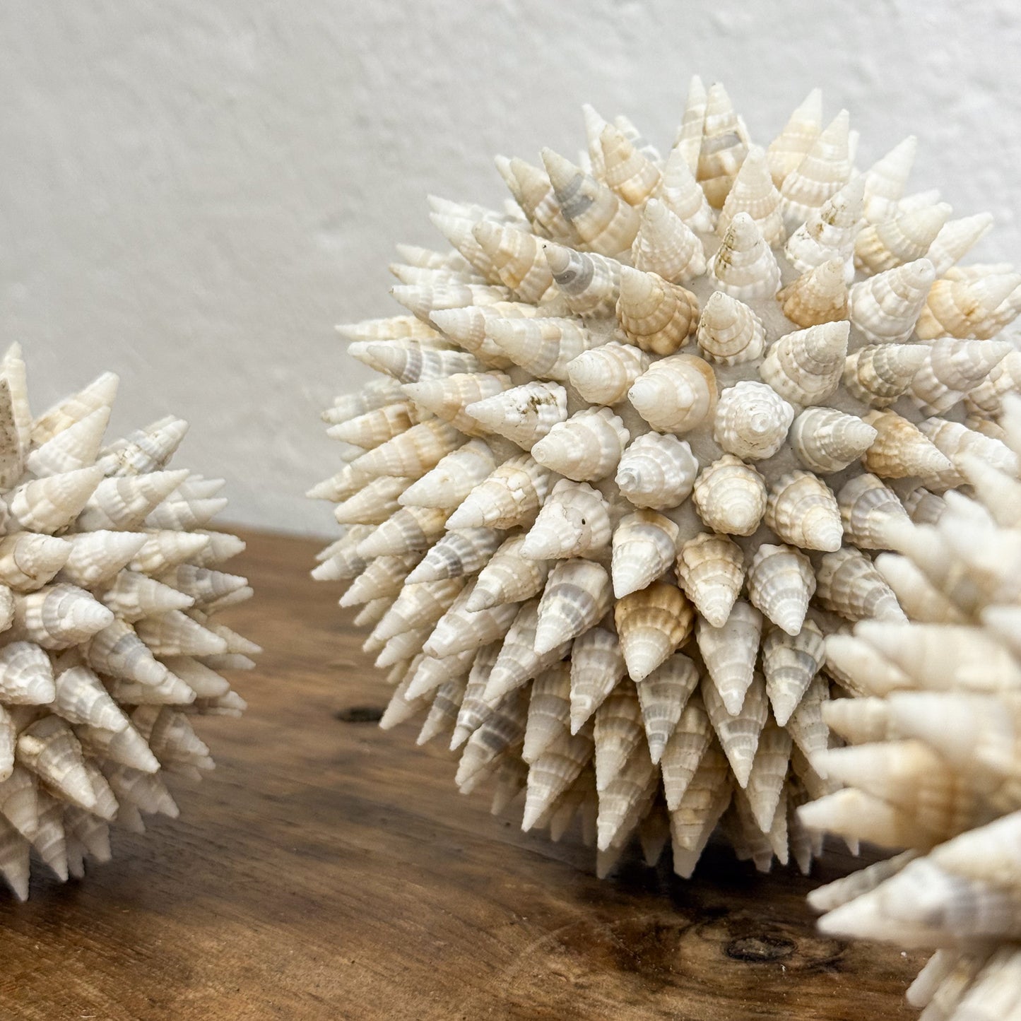 Tritia Shell Ball