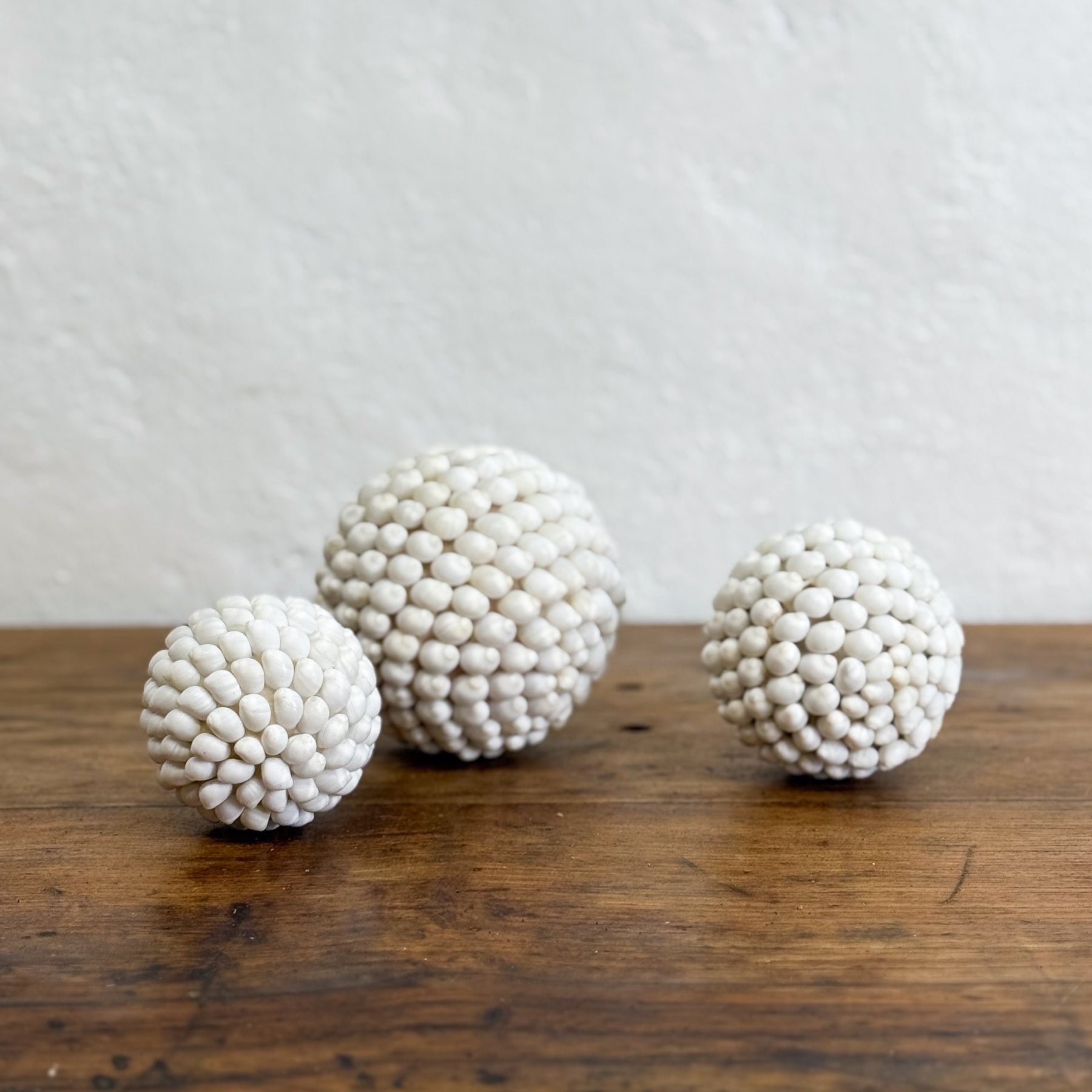 Moon Snail Shell Ball